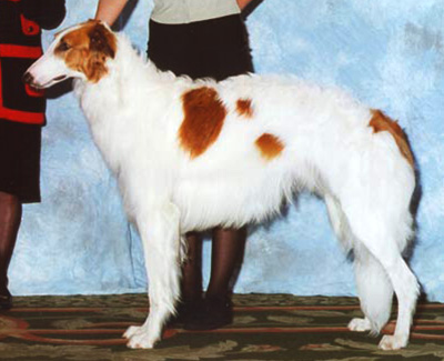 2000 Dog, 12 months and under 18 - 2nd