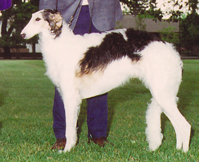 2000 Futurity Junior Dog, 6 months and under 9 - 2nd