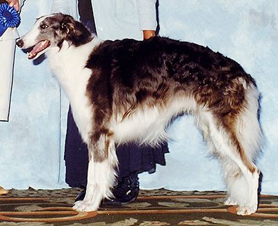 2000 Dog, Amerian Bred - 1st