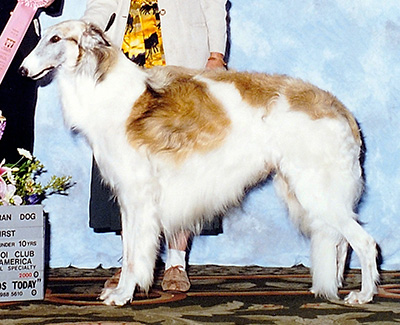 2000 Veteran Sweepstakes Dog, 7 years and under 8 - 1st
