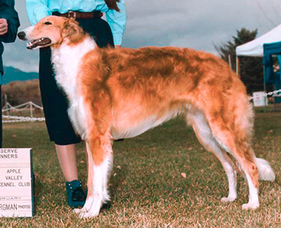 2000 Futurity Dog, 12 months and under 15 - 2nd