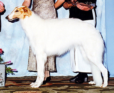 2000 Futurity Dog, 18 months and under 21 - 1st