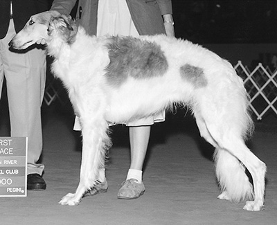 2000 Futurity Dog, 18 months and under 21 - 2nd