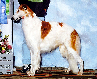 2000 Obedience Award of Merit