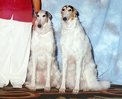 2000 Obedience Brace Class - 1st