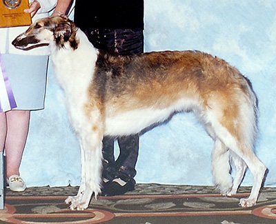 2000 Bitch, Bred by Exhibitor - 2nd
