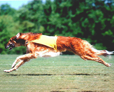 2001 ASFA Lure Coursing - Field Champion Stake Flight 'A' 1st