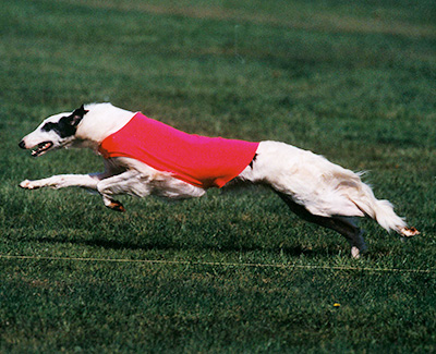 2001 ASFA Lure Coursing Open 3rd