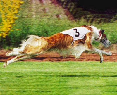 2001 ASFA Lure Coursing Open 4th