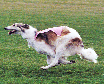 2001 ASFA Lure Coursing Open NBQ