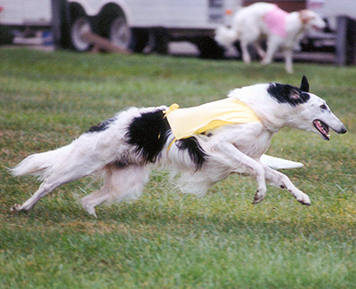 2001 ASFA Lure Coursing Open 3rd