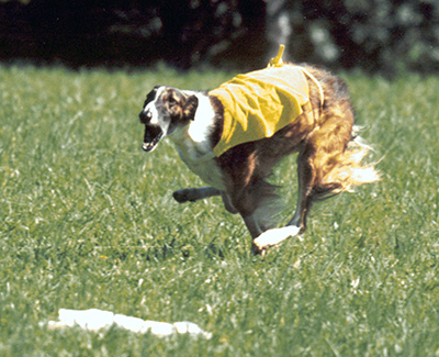 2001 ASFA Lure Coursing Field Champion 4th