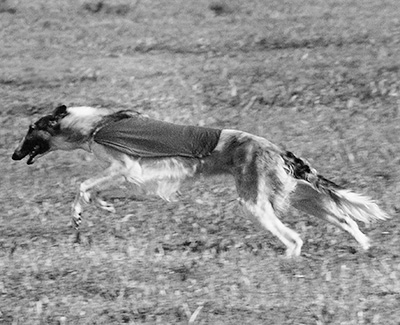 2001 ASFA Lure Coursing Veteran 2nd