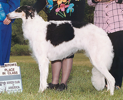 2001 Puppy Sweepstakes Bitch, 9 months and under 12 - 2nd
