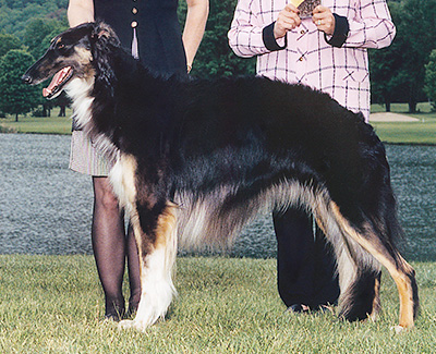 2001 Bitch, Bred by Exhibitor - 1st