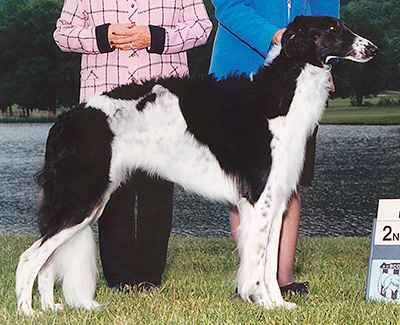 2001 Bitch, Bred by Exhibitor - 2nd