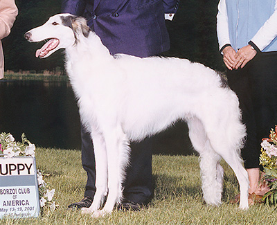 2001 Dog, 6 months and under 9 - 1st 