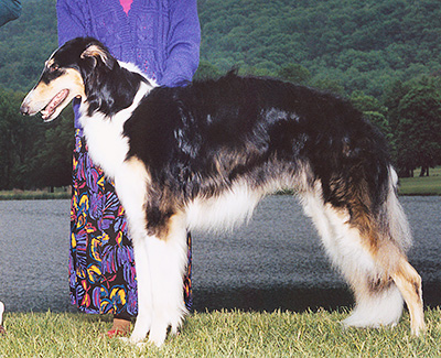 2001 Dog, 12 months and under 18 - 4th