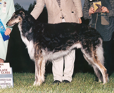 2001 Dog, Amerian Bred - 1st