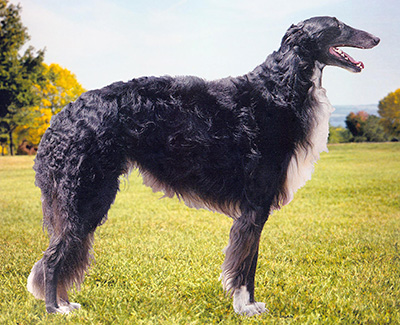 2001 Dog, Amerian Bred - 4th