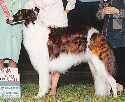 2001 Dog, Bred by Exhibitor - 2nd