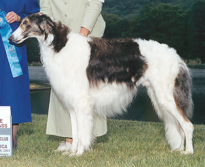 2001 Dog, Open - 1st