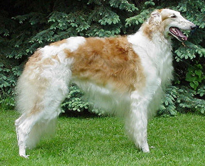 2001 Dog, Open - 2nd