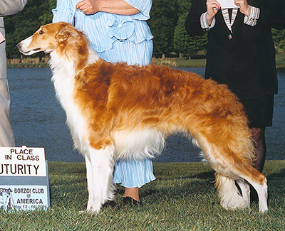 2001 Futurity Bitch, 12 months and under 15 - 1st