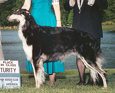 2001 Futurity Bitch, 18 months and under 21 - 1st