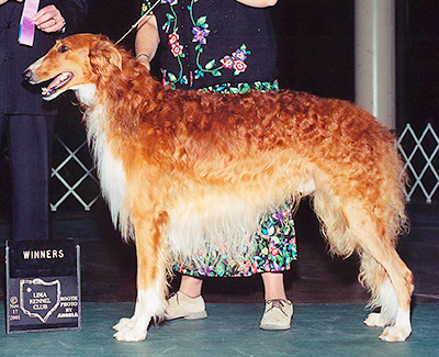 2001 Futurity Dog, 12 months and under 15 - 3rd