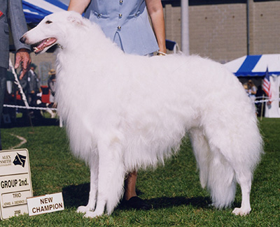 2001 Obedience Novice Class 'A' - 2nd 