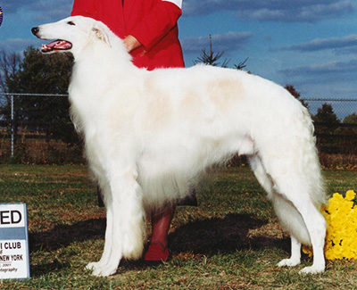 2001 Stud Dog Class - 4th