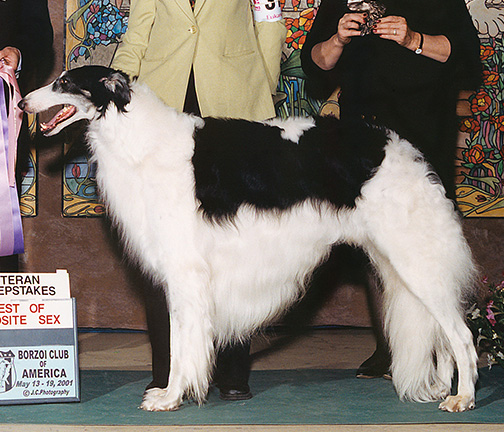 2001 Veteran Sweepstakes Dog, 8 years and under 9 - 1st