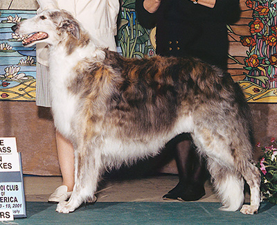 2001 Veteran Sweepstakes Dog, 9 years and under 10 - 1st