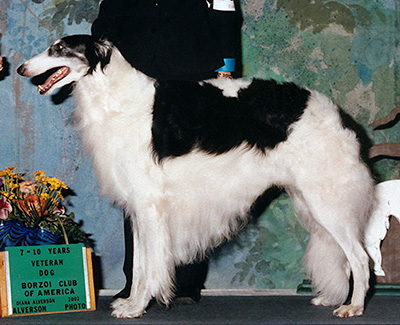 2002 Veteran Sweepstakes Dog, 9 years and under 10 - 1st