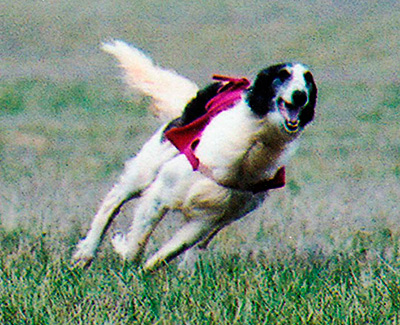 2002 ASFA Lure Coursing Open 4th