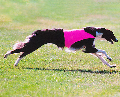 2002 ASFA Lure Coursing Open NBQ