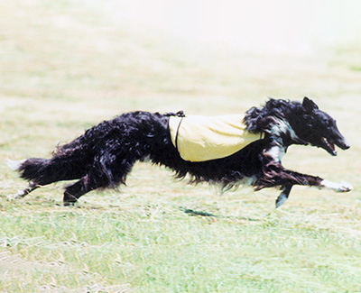 2002 ASFA Lure Coursing Field Champion 3rd