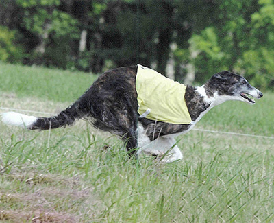 2002 ASFA Lure Coursing Field Champion 4th