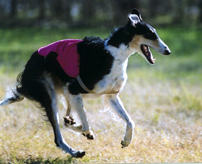 2001 ASFA Lure Coursing Field Champion Stake Flight 'A' 2nd