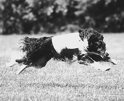 2002 ASFA Lure Coursing Field Champion 4th