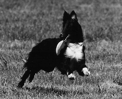 2002 ASFA Lure Coursing Veteran 2nd