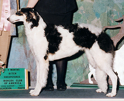 2002 Puppy Sweepstakes Bitch, 6 months and under 9 - 1st
