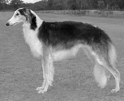 2002 Bitch, Bred by Exhibitor - 2nd