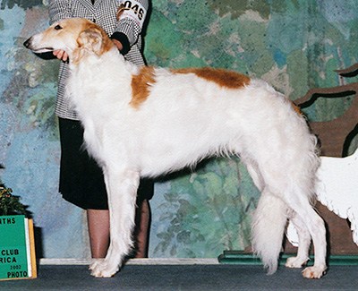 2002 Futurity Dog, 12 months and under 15 - 1st