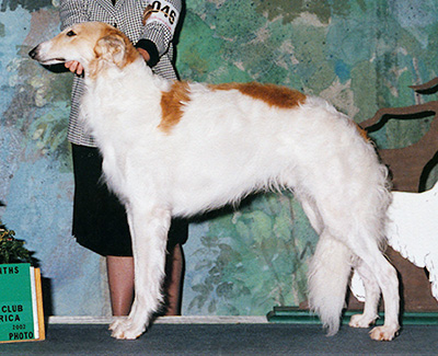 2002 Dog, 12 months and under 18 - 1st