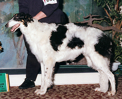 2002 Dog, 9 months and under 12 - 1st