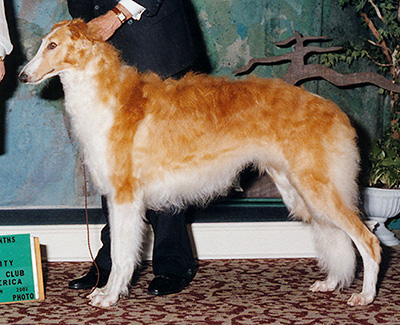 2002 Dog, 9 months and under 12 - 2nd
