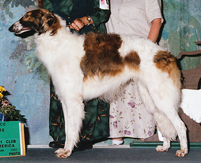 2002 Dog, Novice - 1st