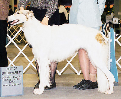 2002 Futurity Bitch, 12 months and under 15 - 4th